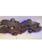 Redwood Burl Wall Art Slab